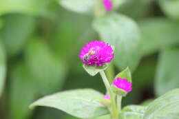 Image of Asian dwarf honey bee