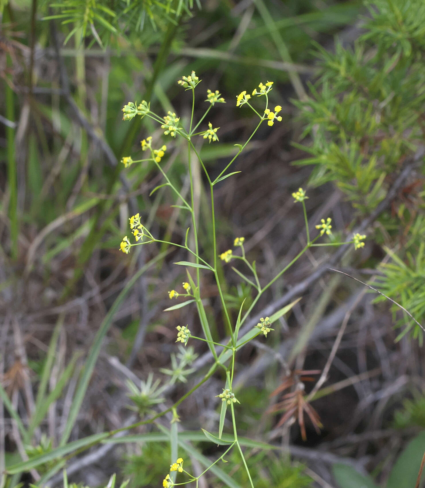 Bupleurum scorzonerifolium var. stenophyllum Nakai resmi