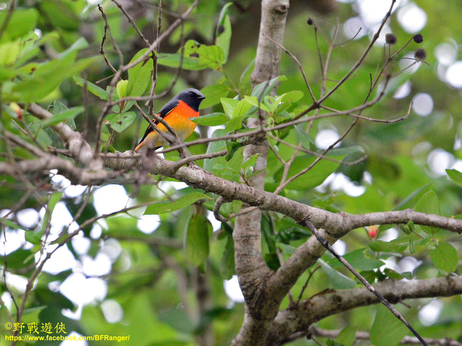 Plancia ëd Pericrocotus cinnamomeus (Linnaeus 1766)