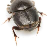 Image of Onthophagus schaefferi Howden & Cartwright 1963