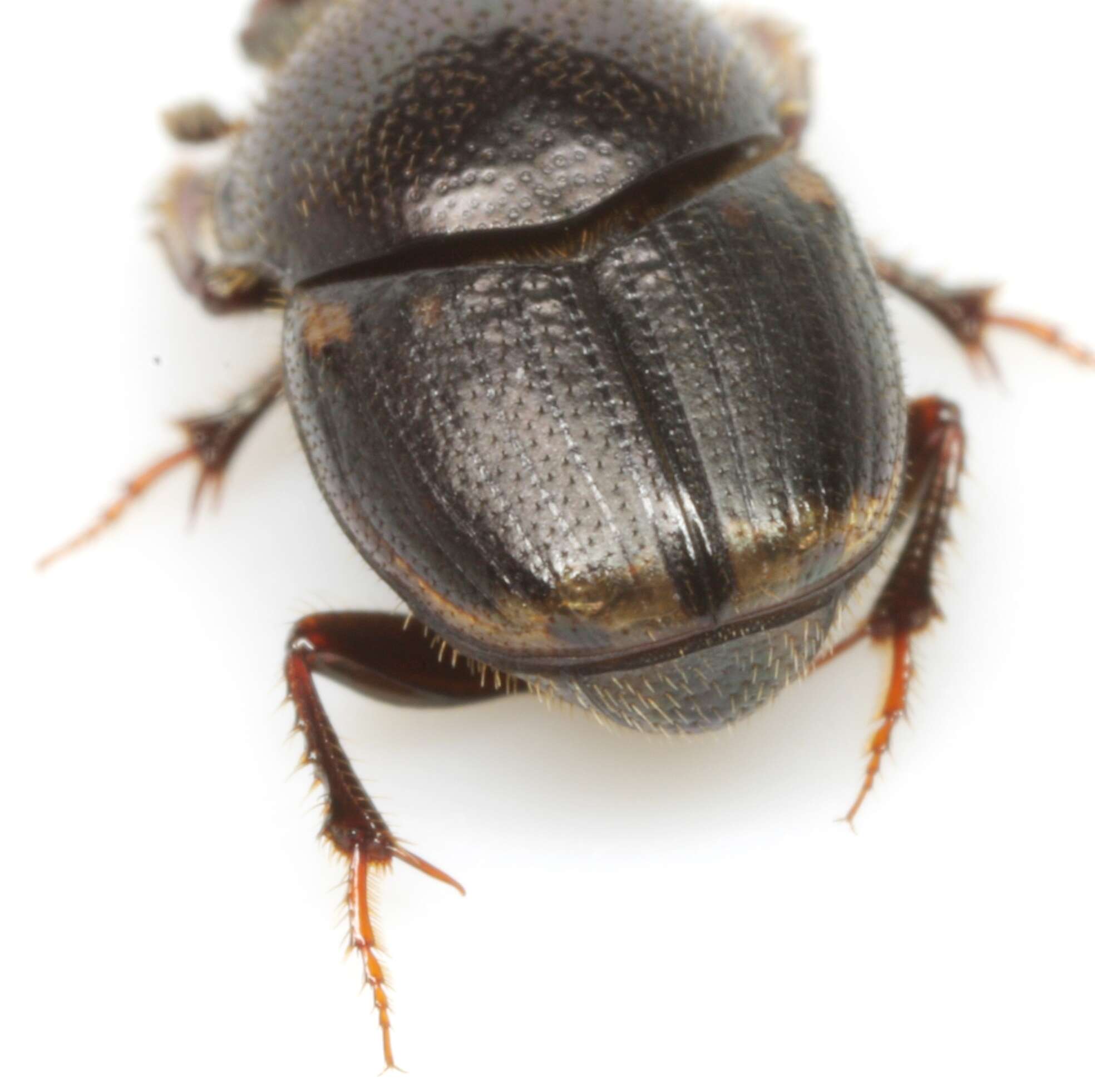 Image of Onthophagus schaefferi Howden & Cartwright 1963