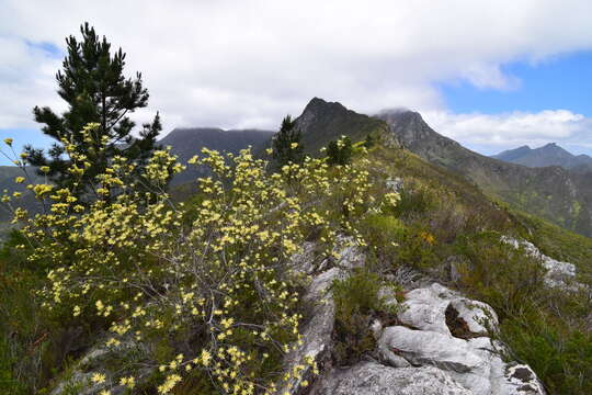 Image of Leucadendron uliginosum subsp. uliginosum