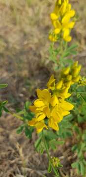 Image of Crotalaria magaliesbergensis