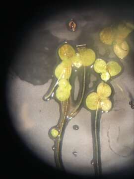 Image of little duckweed