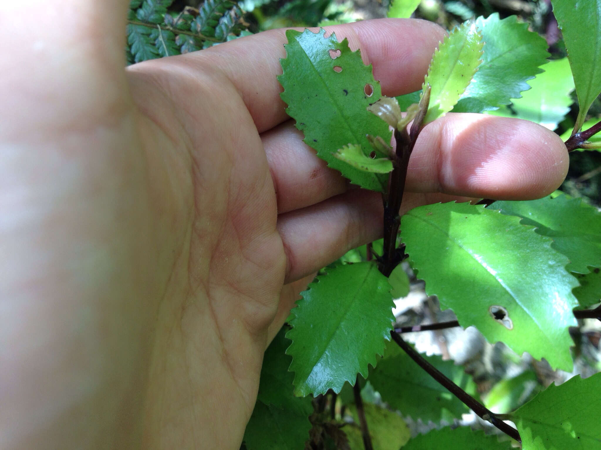 Sivun Laurelia novae-zelandiae A. Cunn. kuva