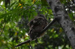 Image of Northern Spotted Owl