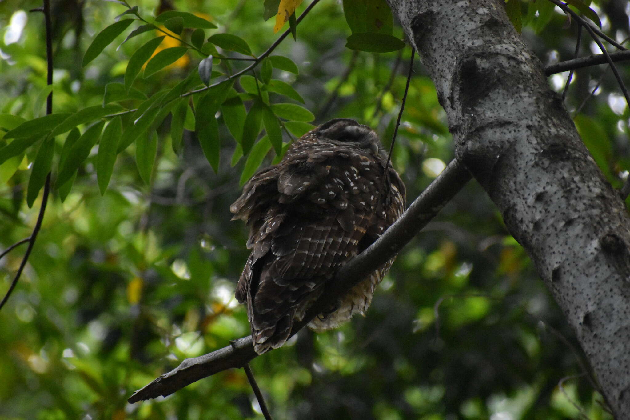 Image of Northern Spotted Owl