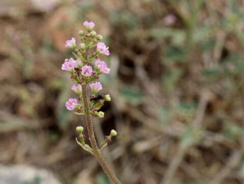 Imagem de Commicarpus helenae (J. A. Schult.) Meikle