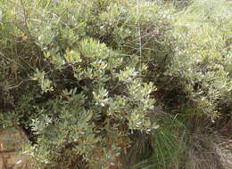 Image of Searsia magalismontana subsp. magalismontana