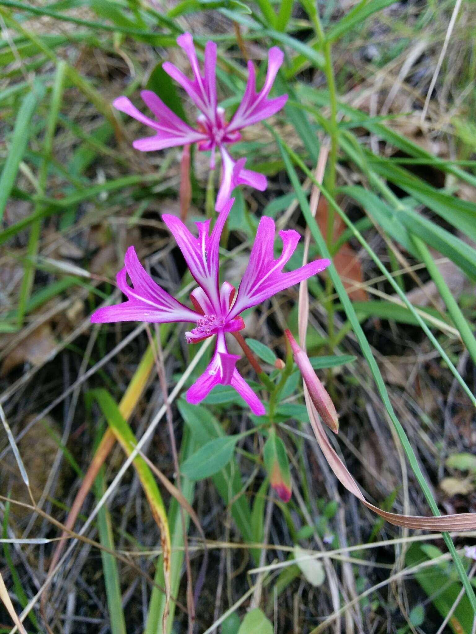 Plancia ëd Clarkia concinna subsp. concinna