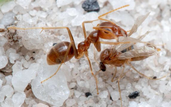 Image of <i>Iridomyrmex pallidus</i>