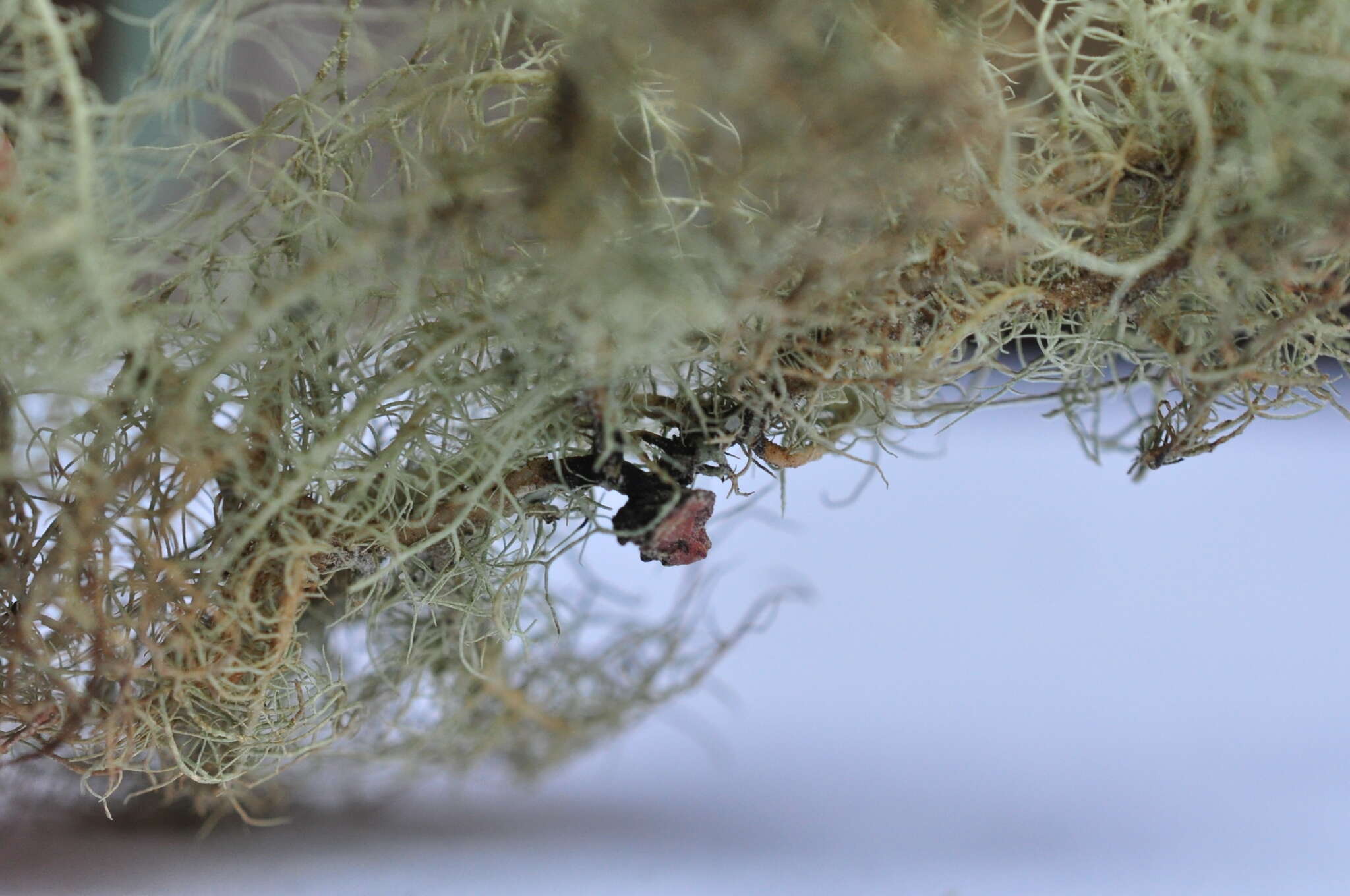 Image of speckled beard lichen