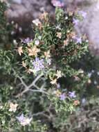 Image of Santa Catalina Island desert-thorn