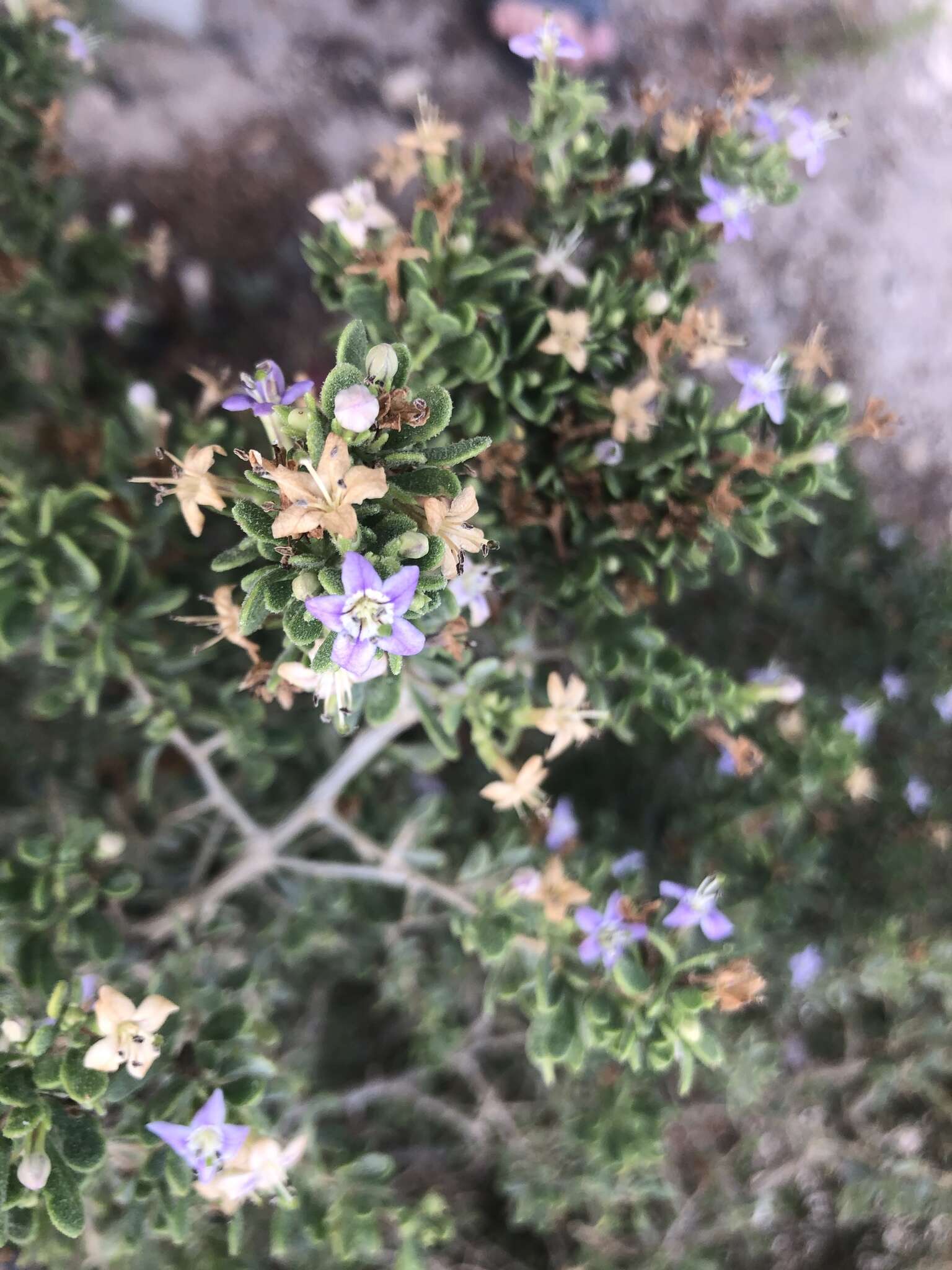 Image of Santa Catalina Island desert-thorn