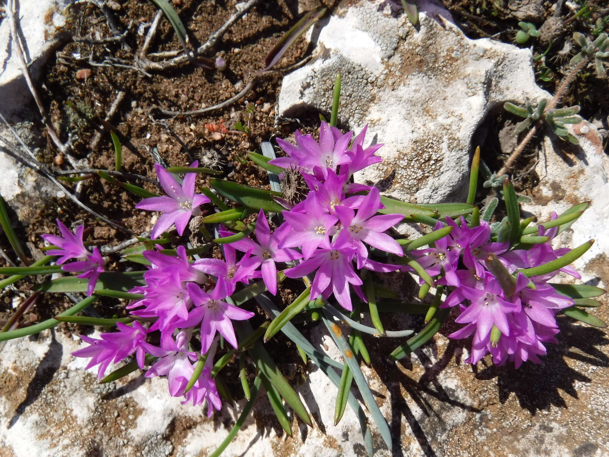 Image of Lachenalia paucifolia (W. F. Barker) J. C. Manning & Goldblatt