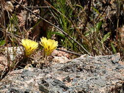 Image de Parodia mammulosa (Lem.) N. P. Taylor