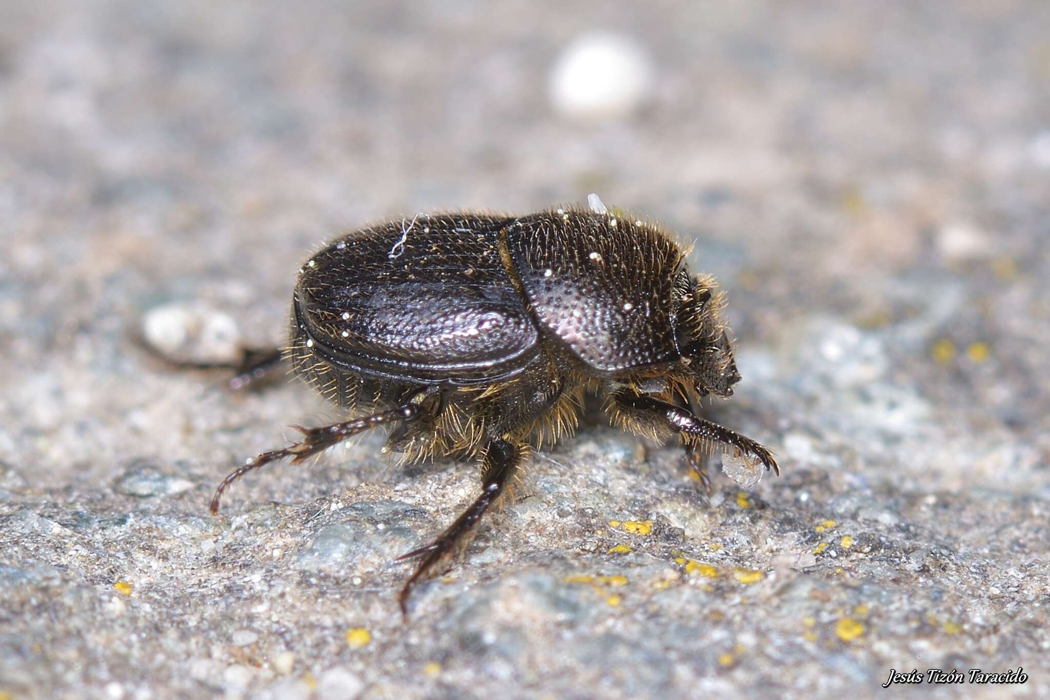 Слика од Onthophagus (Palaeonthophagus) joannae Goljan 1953