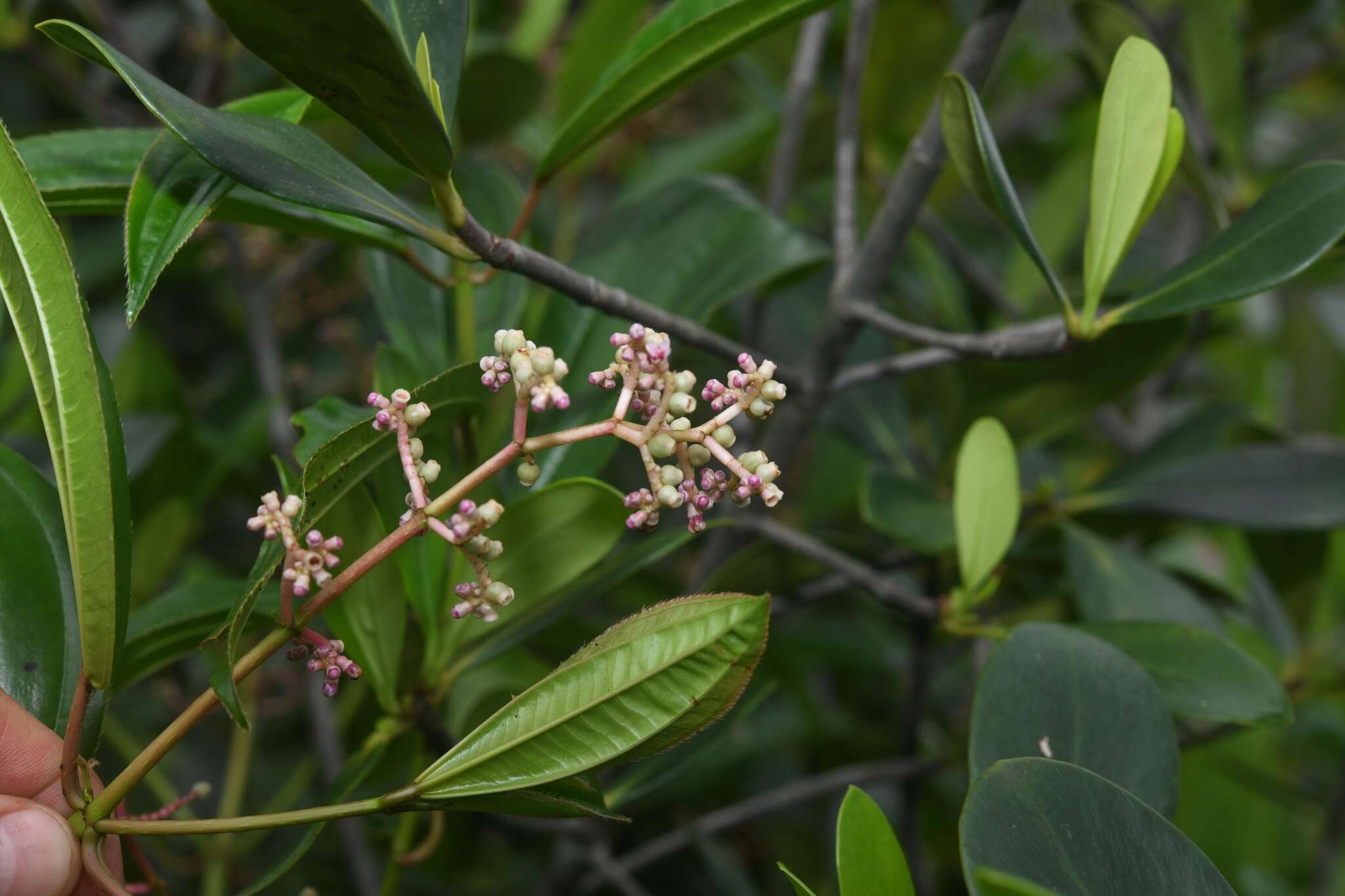 Image of Miconia ciliata (L. Rich.) DC.