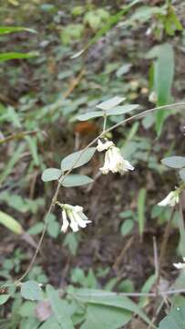 Imagem de Amphicarpaea bracteata subsp. bracteata