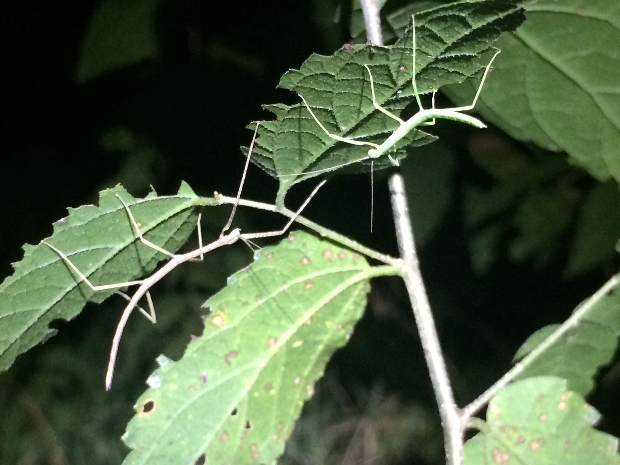 Image of Tamaulipan Walkingstick