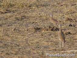 Image of Somali Courser