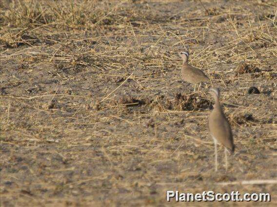 Image of Somali Courser