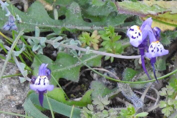 Image of Linaria amethystea (Vent.) Hoffmgg. & Link