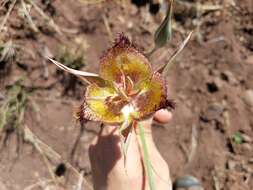 Calochortus fimbriatus H. P. McDonald resmi