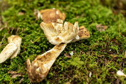 Sivun Russula granulata Peck 1901 kuva