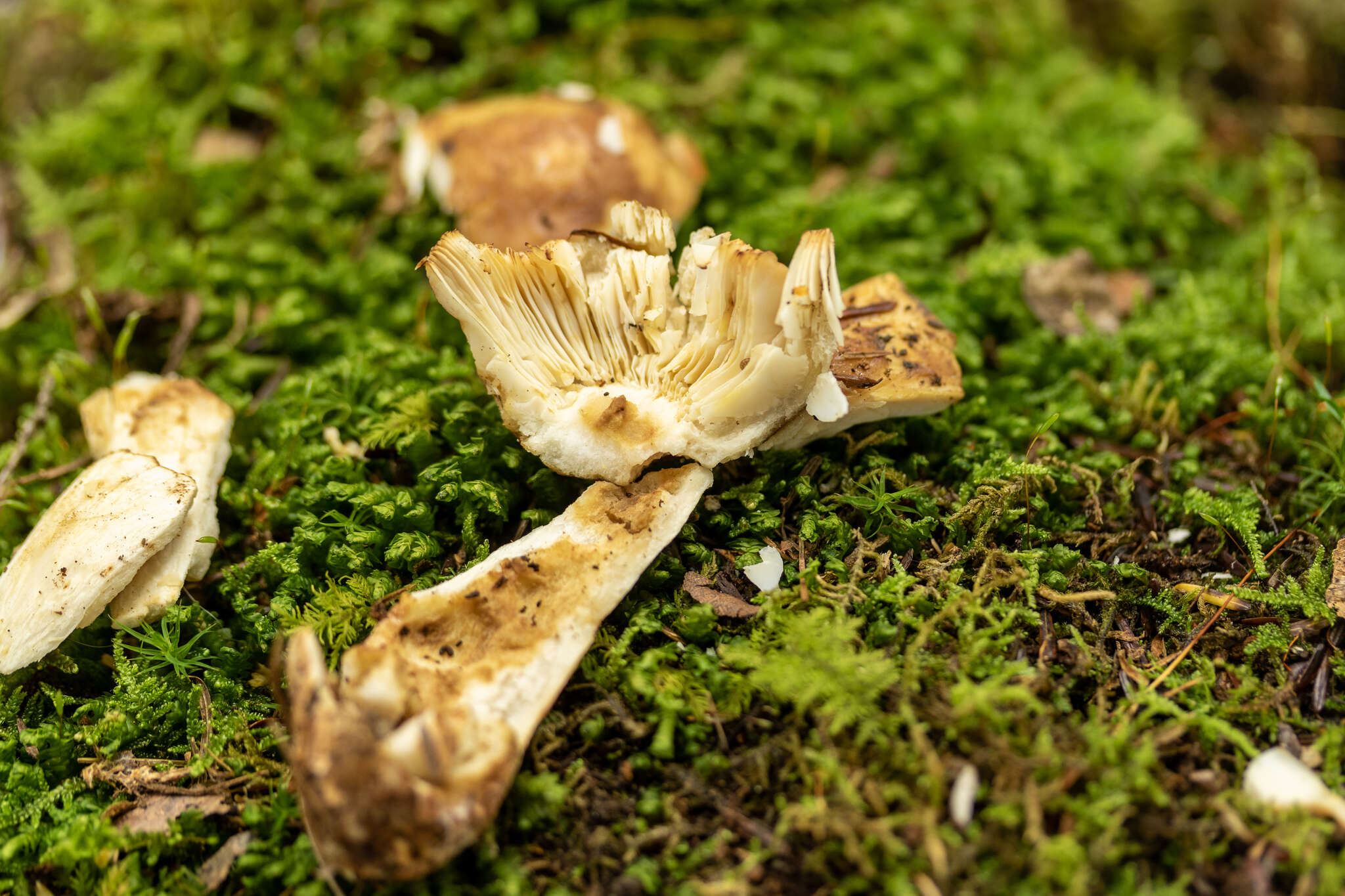 Image of Russula granulata Peck 1901