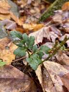 Image of bluntlobe grapefern