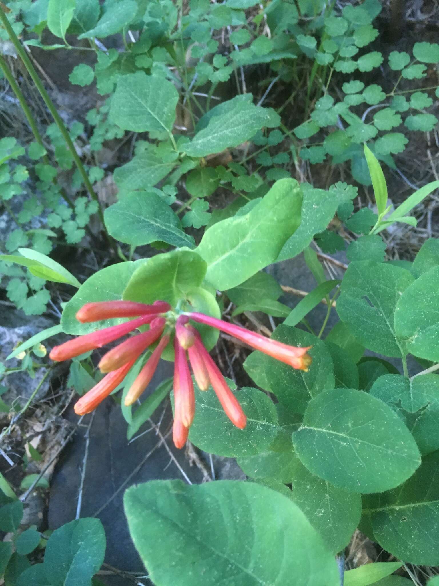 Image of Arizona honeysuckle