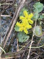 Image of Wavy Marshwort
