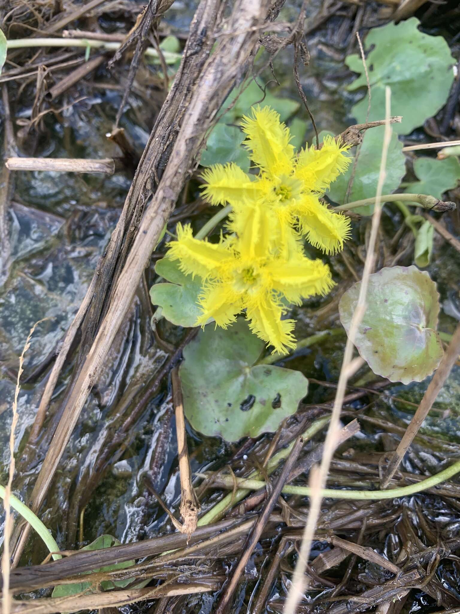 Image of Wavy Marshwort