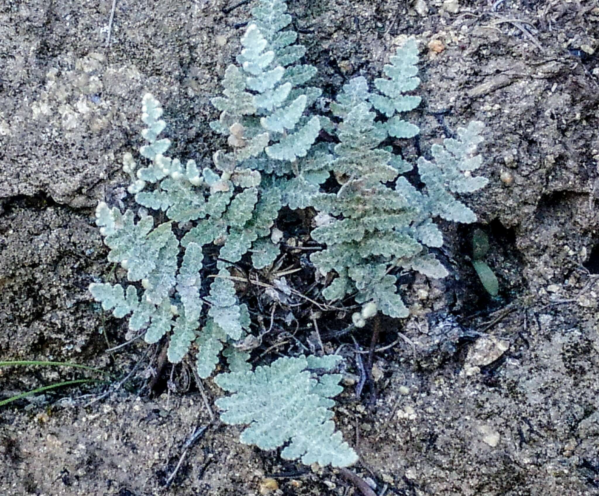 Image of Newberry's lipfern