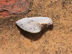 Image of Cilix