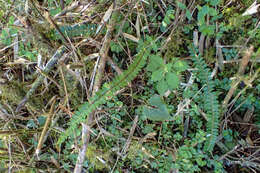 Image of Polystichum levingei C. Hope ex Christ