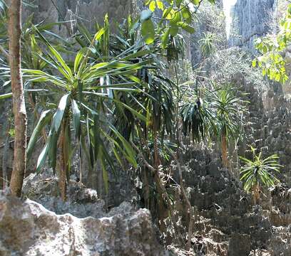 Image of Dracaena xiphophylla Baker