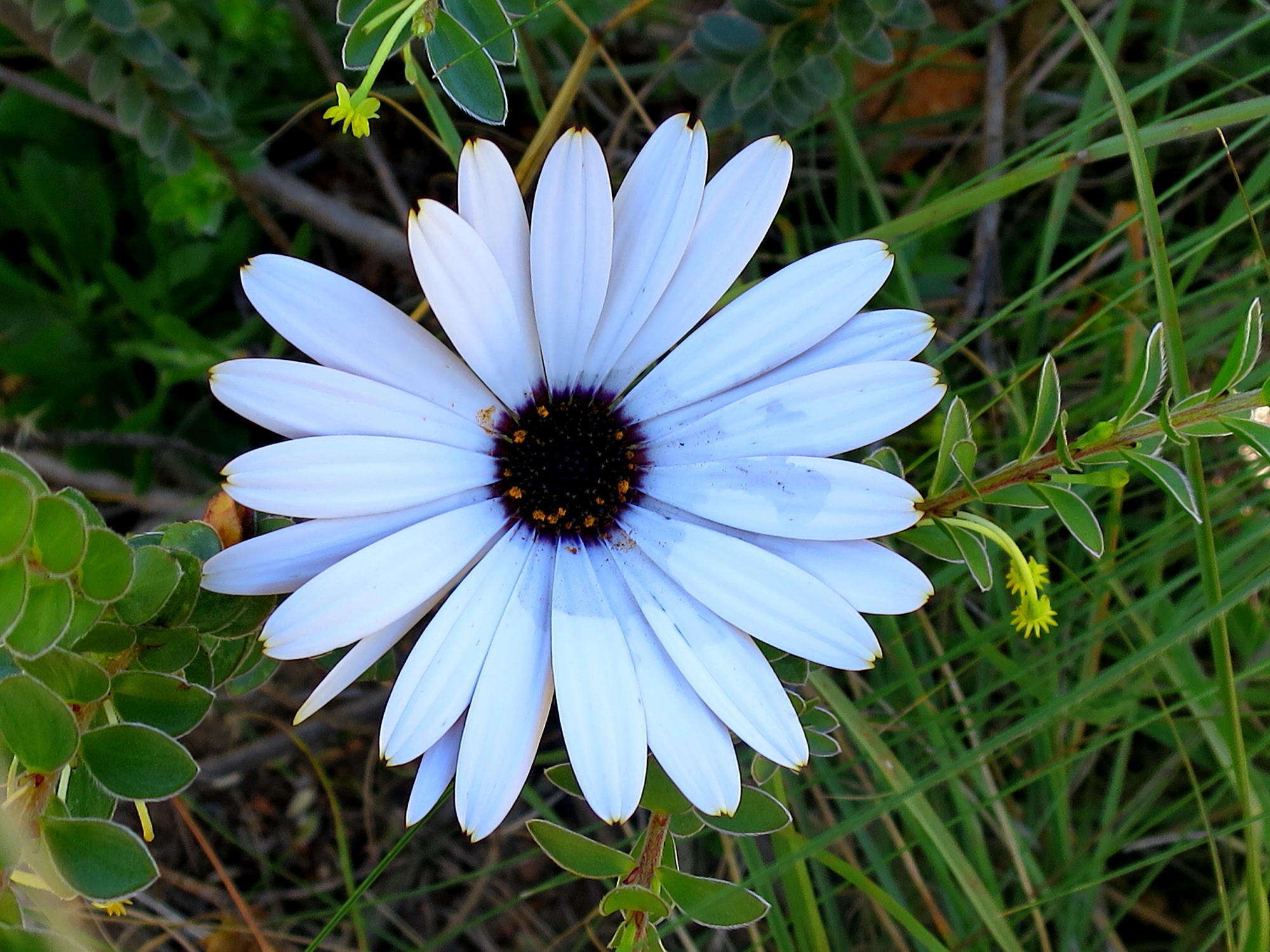 Слика од Dimorphotheca nudicaulis (L.) DC.