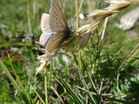 Image of Polyommatus damon