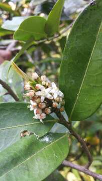 Image of Erythroxylum sphaeranthum H. Perrier