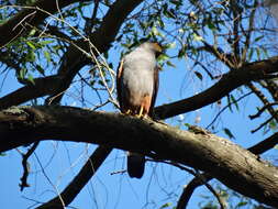 Image of Bicolored Hawk