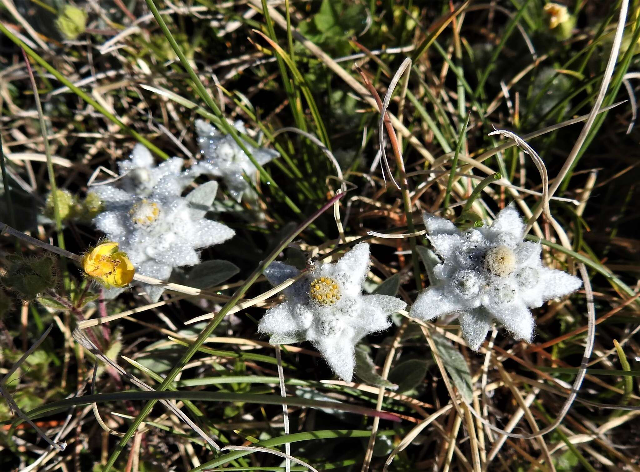 Sivun Leontopodium nivale subsp. nivale kuva