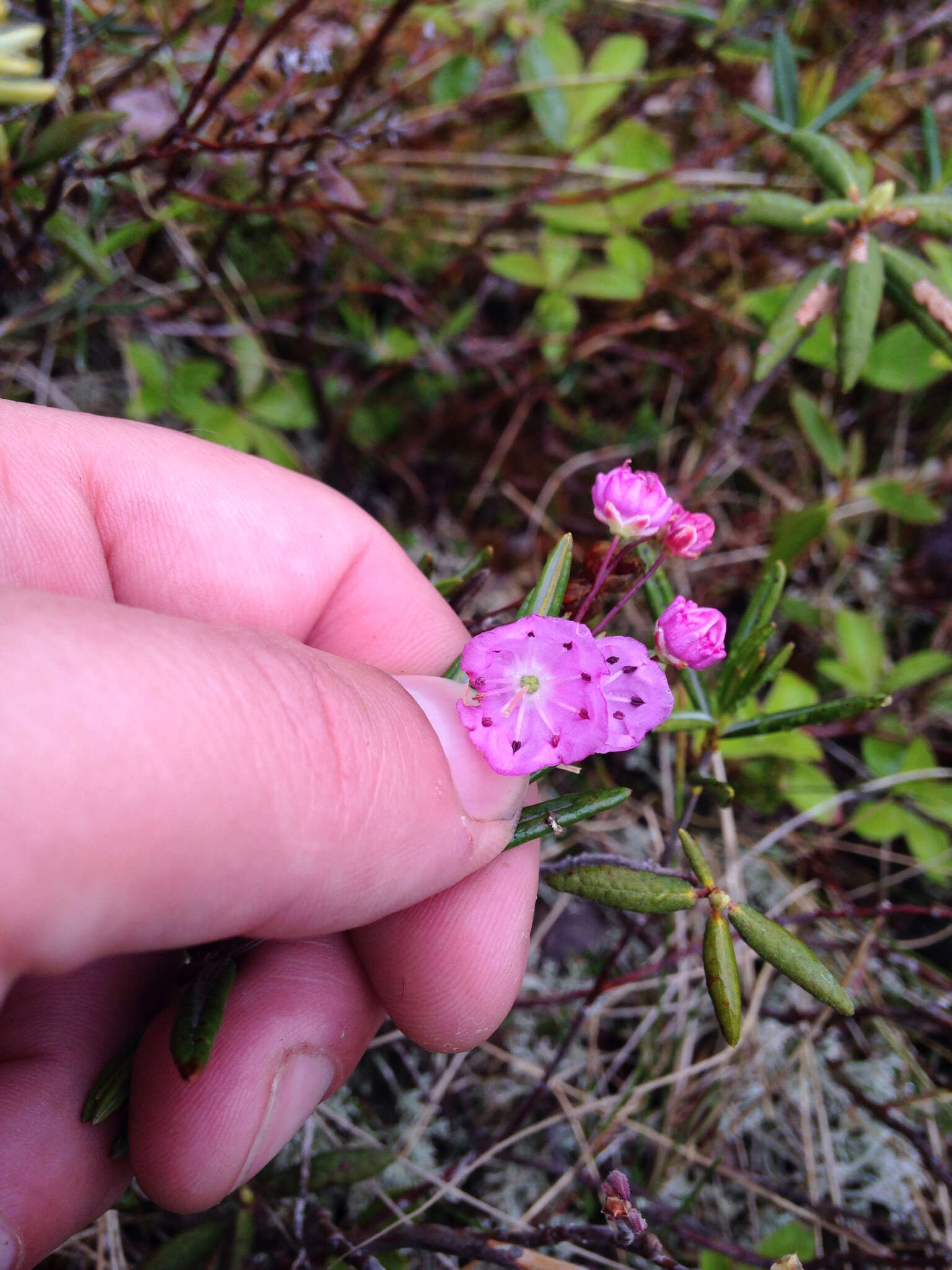 Image of bog laurel