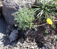 Image of alpine yellow fleabane