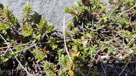 Image of Pimelea oreophila subsp. hetera C. J. Burrows