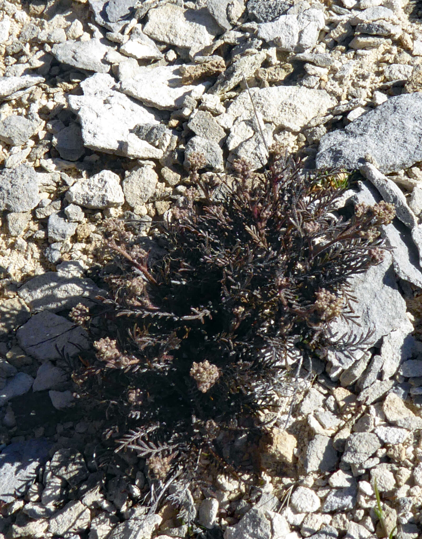 صورة Lepidium sisymbrioides Hook. fil.