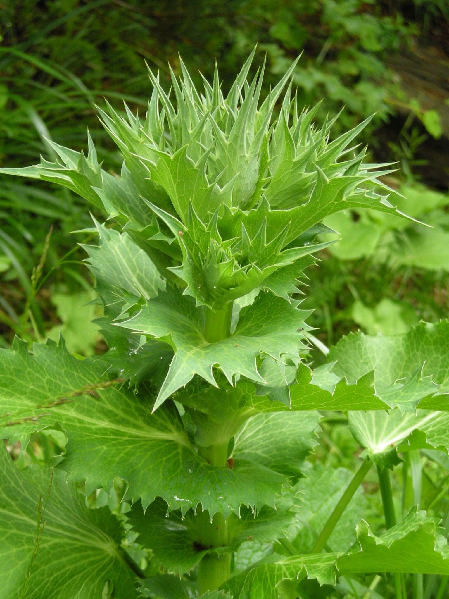 Image of giant sea holly