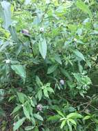 Image of Missouri River willow