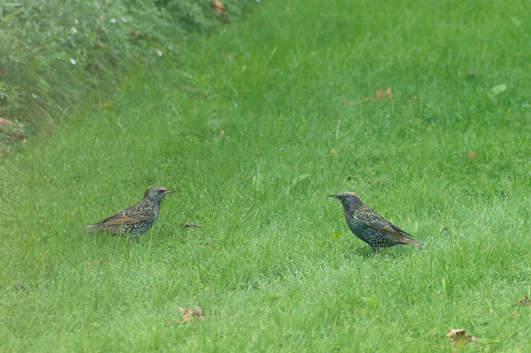 Sivun Sturnus vulgaris vulgaris Linnaeus 1758 kuva